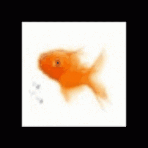 Some_failure Fish GIF - Some_failure Fish Fish Images GIFs