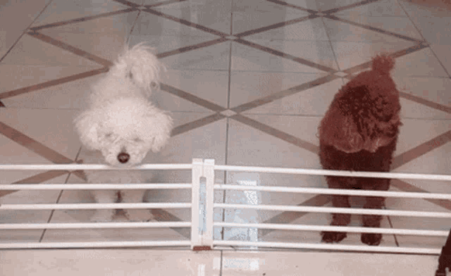 a white dog and a brown dog are behind a fence