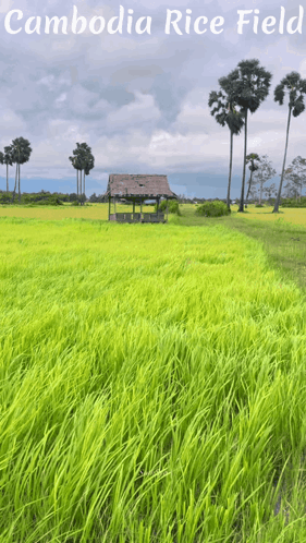 a picture of a rice field in cambodia with palm trees in the background
