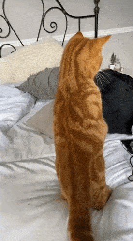 a cat standing on its hind legs on a bed with white sheets