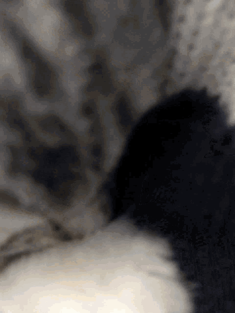 a close up of a black and white cat laying down