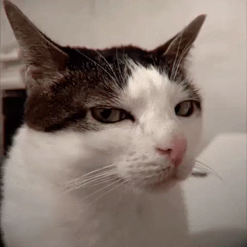 a close up of a brown and white cat
