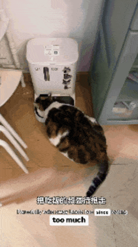 a cat is eating from a feeder that says too much on the bottom