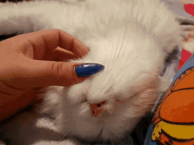 a person with blue nails petting a white cat with its eyes closed