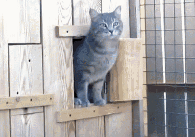It'S Too Cold Outside GIF - Cold Outside Cat GIFs