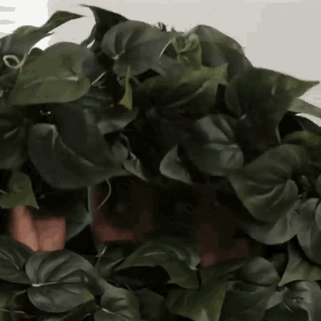 Ryan Higa, youtuber norte americano, se escondendo atrás de folhas.