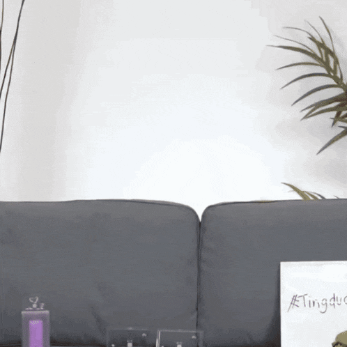 a gray couch is next to a plant and a bag that says #tingduc