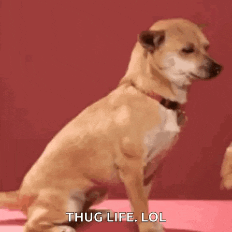 a chihuahua wearing sunglasses says thug life lol