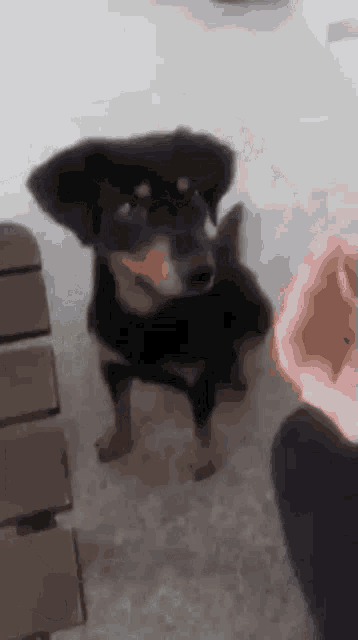a small black and brown dog standing next to a person 's hand