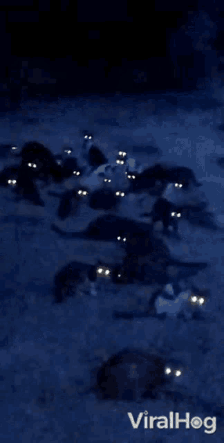 a bunch of cats with glowing eyes are in the dark