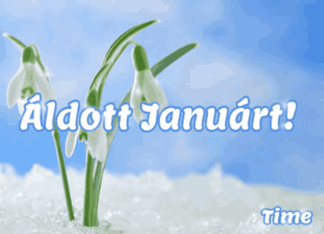 a picture of snowdrop flowers with the words " aldott januart "