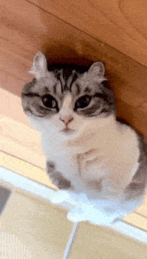 a cat is sitting on a wooden floor and looking at the camera .