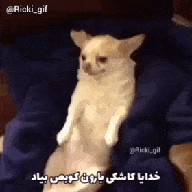 a small dog is sitting on a person 's lap and making a funny face .