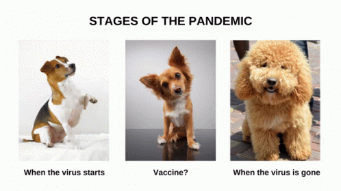 Stages Of The Pandemic GIF - Stages Of The Pandemic GIFs