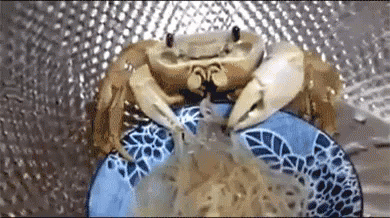 Spaghetti Night! GIF - Crab Creepy Funny GIFs