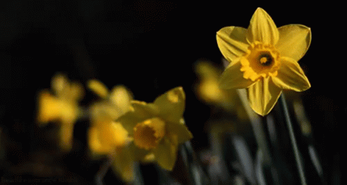 Daffodil GIF - Daffodil Flowers GIFs