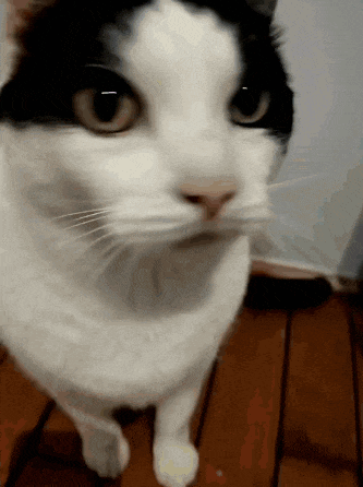 a black and white cat is standing on a wooden floor