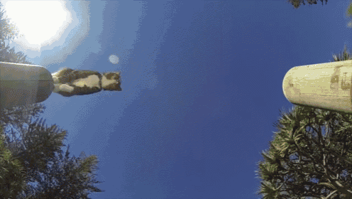 Purrkour GIF - Cat Jump Parkour GIFs