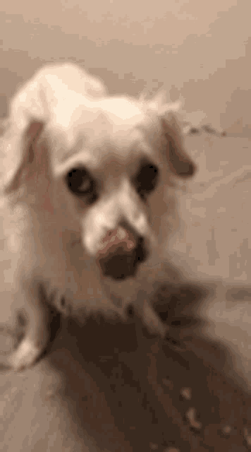 a small white dog is sticking its tongue out and licking its nose .