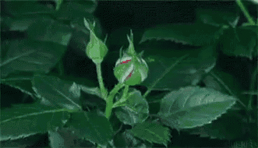 a close up of a red rose growing out of a green plant .