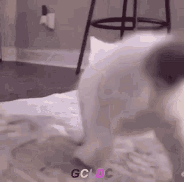 Dance Cat GIF - Dance Cat Kitten GIFs