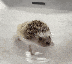 a hedgehog is swimming in a bathtub looking at the camera