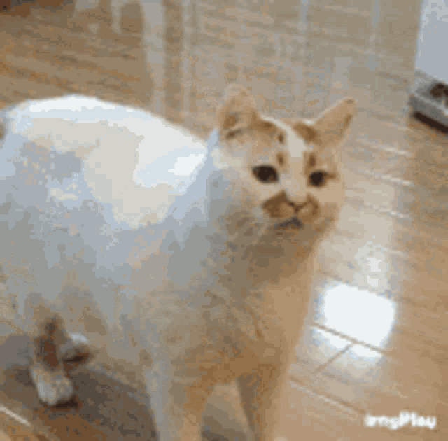 a white cat is standing on a tiled floor looking at the camera .