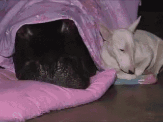 a black dog and a white dog are laying on a pink pillow
