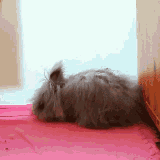 Tired Rabbit GIF - Tired Rabbit Jazzie GIFs