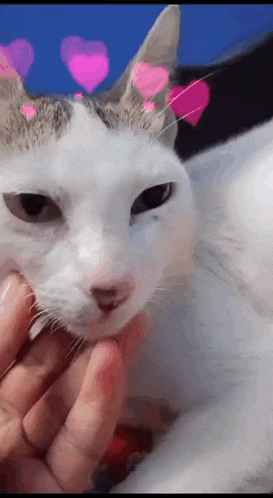 a person is petting a white cat with pink hearts on its head .