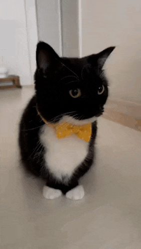 Uni Unico GIF - Uni Unico Tuxedo Cat GIFs