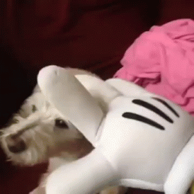 Dog Hates Mickey Mouse GIF - Dog Mean Bite GIFs
