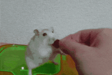 a person is feeding a hamster a piece of fruit