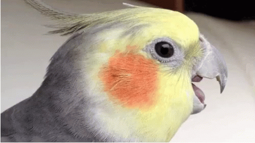 Bird Shocked GIF - Bird Shocked GIFs