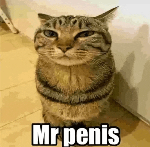 a cat is standing next to a wall and looking at the camera with the words `` mr penis '' written on it .