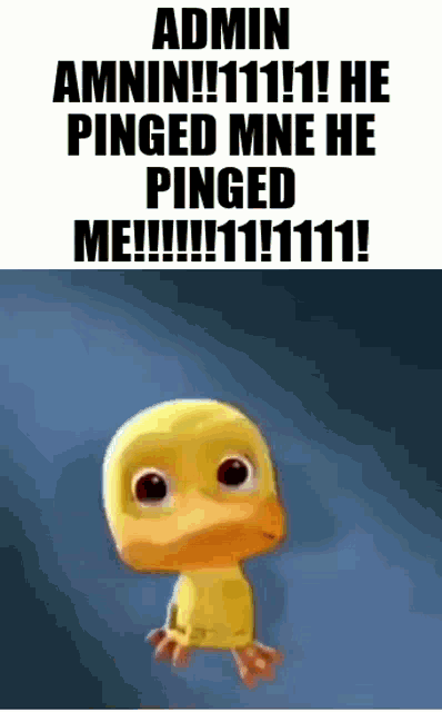 a cartoon duck with a caption that says admin amnin !!! he pinged mne he pinged me !!! 111 !
