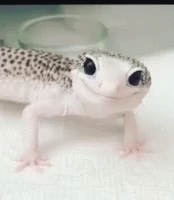 Winking Salamander GIF - Winking Salamander GIFs