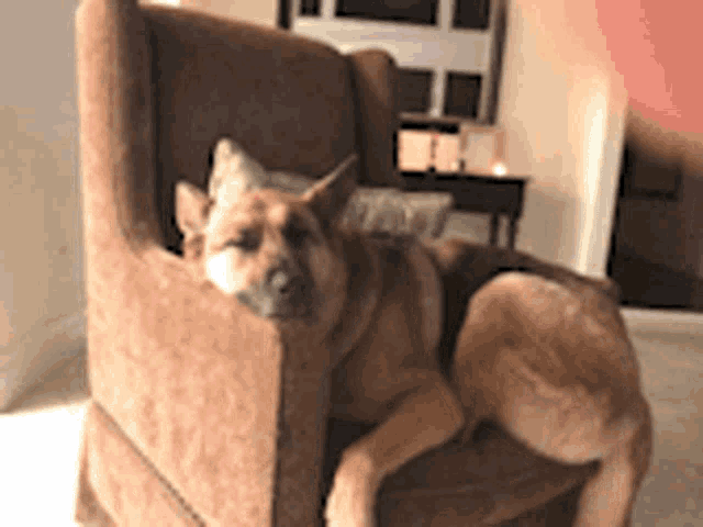 a dog is laying on a chair with its head on the arm rest