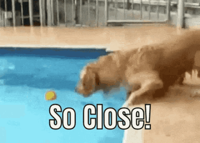 a dog is jumping into a swimming pool with the words so close behind it