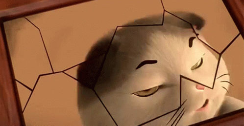Il Gatto Fortunato Specchio Rotto GIF - Il Gatto Fortunato Specchio Rotto 44gatti GIFs