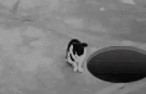 Cat Hole GIF - Cat Hole GIFs