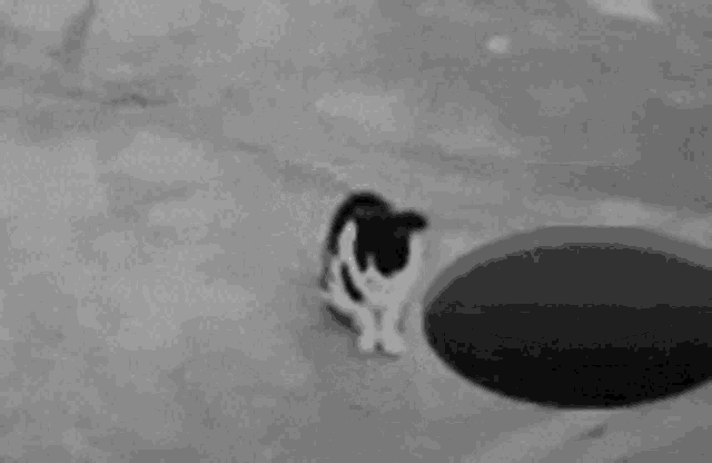 a black and white photo of a dog standing next to a puddle of water