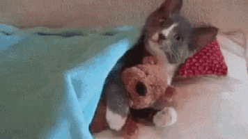 a cat is holding a teddy bear in its paws on a bed .
