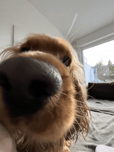 a close up of a brown dog 's nose with a window in the background