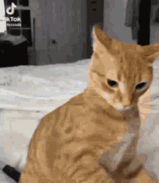 a close up of an orange cat sitting on a bed looking at the camera .