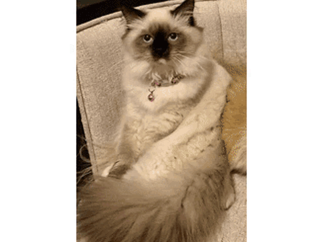 a fluffy cat is sitting on a couch with a collar on