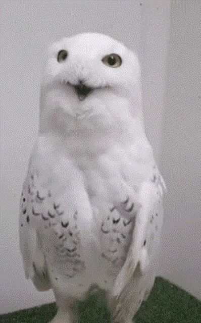 a white owl with yellow eyes standing on a green surface