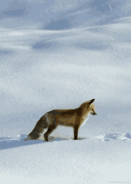 Fox What GIF - Fox What Snow GIFs