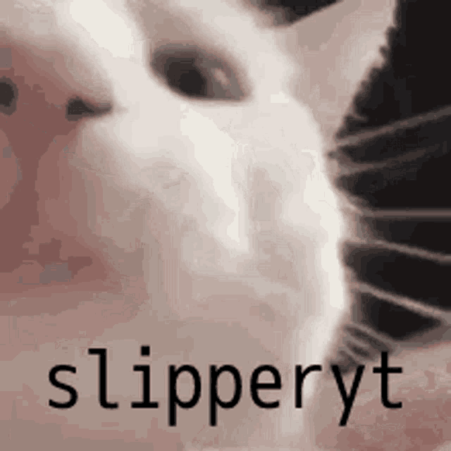 Slipperyt Cat Nod GIF - Slipperyt Cat Nod Cat GIFs