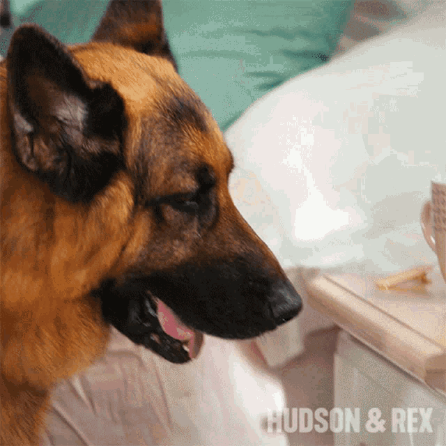 Asking To Open Rex GIF - Asking To Open Rex Hudson And Rex GIFs